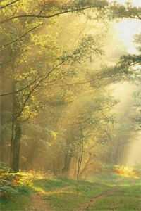 谢芳萍宗政红悦