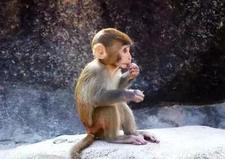 因为是毛茸茸所以很合理笔趣